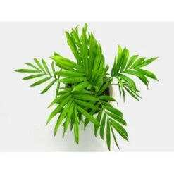 5x Onderhoudsvriendelijke Mix – ⌀12 Cm - ↕20-45 Cm -Goedkope Planten winkel 1144513457 0102