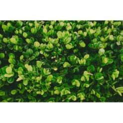 5x Onderhoudsvriendelijke Mix – ⌀12 Cm - ↕20-45 Cm -Goedkope Planten winkel 1144513457 0103