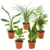 5x Onderhoudsvriendelijke Mix – ⌀12 Cm - ↕20-45 Cm -Goedkope Planten winkel 1144513457