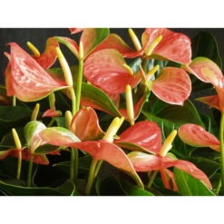 2x Anthurium 'Aristo' Oranje – Flamingoplant -⌀12 Cm - ↕30-40 Cm -Goedkope Planten winkel 1155974753 0102