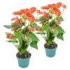 2x Anthurium 'Aristo' Oranje â Flamingoplant -â12 Cm - â30-40 Cm 9 2x Anthurium 'Aristo' Oranje â Flamingoplant -â12 Cm - â30-40 Cm -Goedkope Planten winkel 1155974753