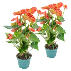 2x Anthurium 'Aristo' Oranje â Flamingoplant -â12 Cm - â30-40 Cm