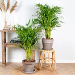 2x Dypsis Lutescens - Goudpalm - ⌀20 Cm - ↕90-100 Cm -Goedkope Planten winkel 1174530526 0103