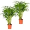 2x Dypsis Lutescens - Goudpalm - ⌀20 Cm - ↕90-100 Cm