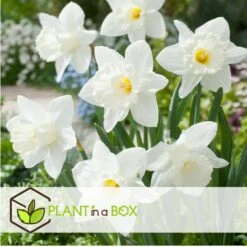 Narcissus Mount Hood X30 - Narcisbollen - Winterharde Bloembollen -Goedkope Planten winkel 11d567cac8054a60abd43d88ebf3a600