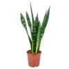 Vrouwentong - Sansevieria 'Black Coral' - Pot 17 Cm - ↕65 Cm 9 Vrouwentong - Sansevieria 'Black Coral' - Pot 17 Cm - ↕65 Cm -Goedkope Planten winkel 1210346027