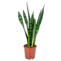 Vrouwentong - Sansevieria 'Black Coral' - Pot 17 Cm - ↕65 Cm