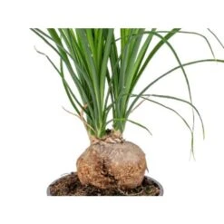 Beaucarnea 'Nolina' - Olifantspoot - Pot 12 Cm - ↕40 Cm -Goedkope Planten winkel 1211362125 0102