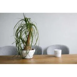 Beaucarnea 'Nolina' - Olifantspoot - Pot 12 Cm - ↕40 Cm -Goedkope Planten winkel 1211362125 0103