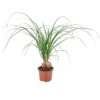 Beaucarnea 'Nolina' - Olifantspoot - Pot 12 Cm - ↕40 Cm -Goedkope Planten winkel 1211362125