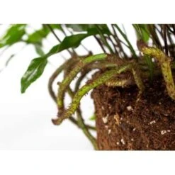 Javavaren - Microsorum Hangpot P17H20 -Goedkope Planten winkel 1216681932 0102