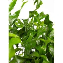 Javavaren - Microsorum Hangpot P17H20 -Goedkope Planten winkel 1216681932 0103