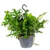 Javavaren - Microsorum Hangpot P17H20 9 Javavaren - Microsorum Hangpot P17H20 -Goedkope Planten winkel 1216681932