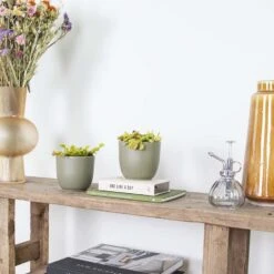 2x Dionaea Muscipula – Venusvliegenvanger – ⌀12 Cm–↕10-15 Cm -Goedkope Planten winkel 1218053987 0103