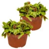 2x Dionaea Muscipula – Venusvliegenvanger – ⌀12 Cm–↕10-15 Cm -Goedkope Planten winkel 1218053987