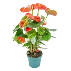 Anthurium 'Aristo' Oranje – Flamingoplant - ⌀14 Cm - ↕45-55 Cm