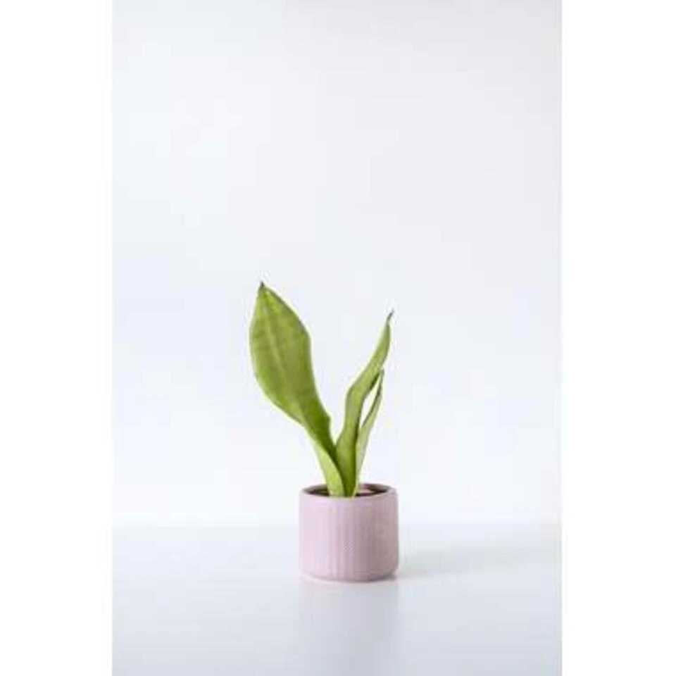 Sansevieria 'Moonshine' - Kamerplant In Kwekerspot ⌀12 Cm - ↕45 Cm 3 Sansevieria 'Moonshine' - Kamerplant In Kwekerspot ⌀12 Cm - ↕45 Cm - Afbeelding 3