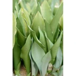 Sansevieria 'Moonshine' - Kamerplant In Kwekerspot ⌀12 Cm - ↕45 Cm 7 Sansevieria 'Moonshine' - Kamerplant In Kwekerspot ⌀12 Cm - ↕45 Cm -Goedkope Planten winkel 1218920050 0103