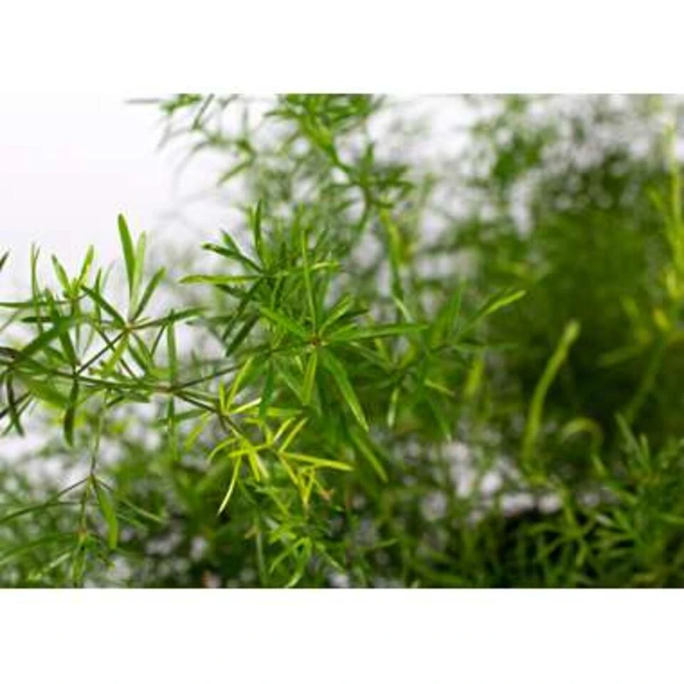 Asparagus 'Sprengeri' - Asgeplant In Hangpot - Pot 17 Cm -Hoogte 20 Cm 4 Asparagus 'Sprengeri' - Asgeplant In Hangpot - Pot 17 Cm -Hoogte 20 Cm - Afbeelding 4