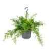 Asparagus 'Sprengeri' - Asgeplant In Hangpot - Pot 17 Cm -Hoogte 20 Cm