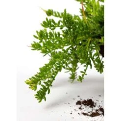 Koraalcactus In Hangpot -Goedkope Planten winkel 1224847398 0102