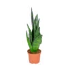 Sansevieria 'Black Coral' - Pot 9 Cm - ↕35 Cm -Goedkope Planten winkel 1225761257