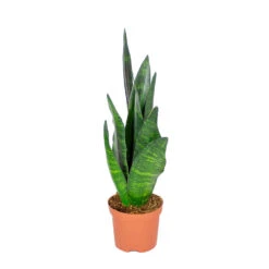 Sansevieria 'Black Coral' - Pot 9 Cm - ↕35 Cm