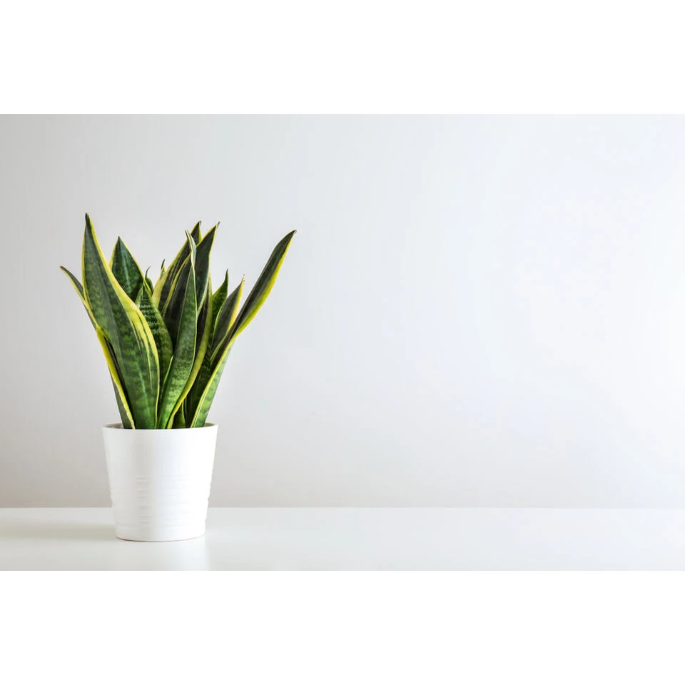 Sansevieria 'Zeylanica' - Pot 12 Cm - ↕45 Cm 2 Sansevieria 'Zeylanica' - Pot 12 Cm - ↕45 Cm - Afbeelding 2