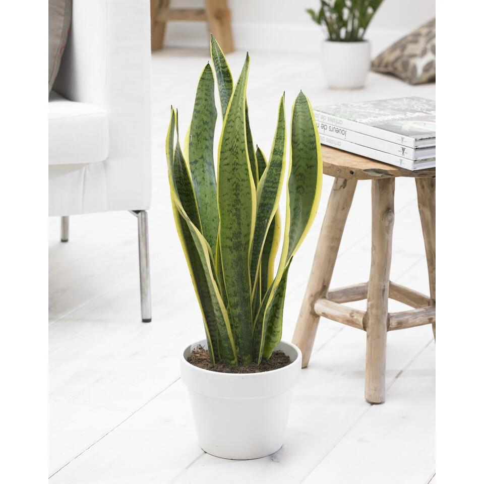 Sansevieria 'Zeylanica' - Pot 12 Cm - ↕45 Cm 3 Sansevieria 'Zeylanica' - Pot 12 Cm - ↕45 Cm - Afbeelding 3