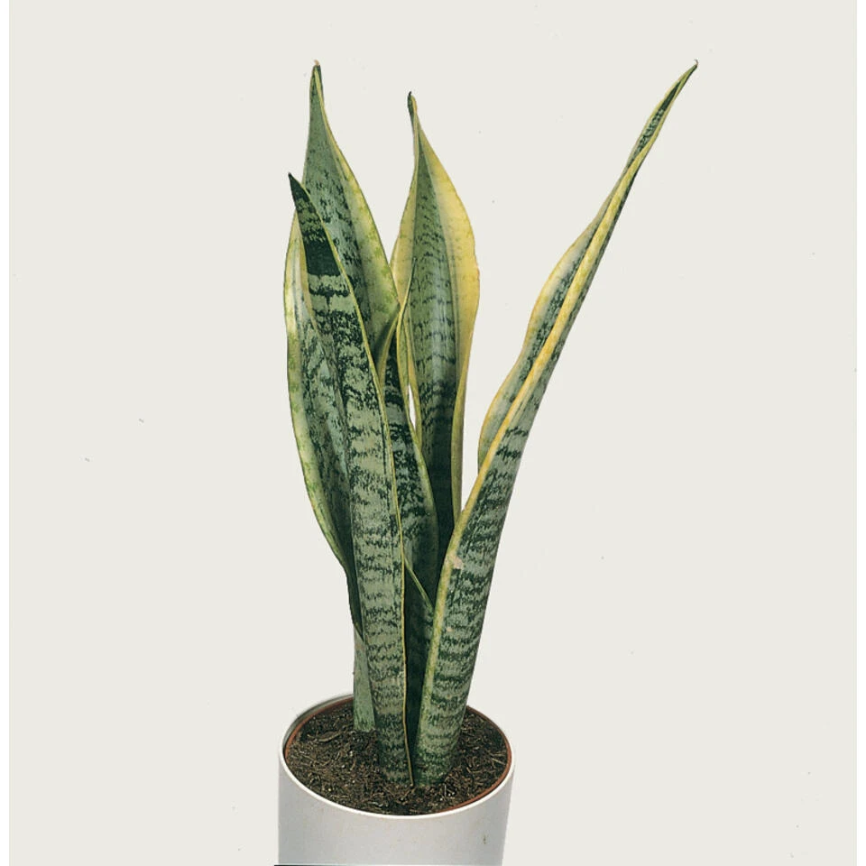 Sansevieria 'Zeylanica' - Pot 12 Cm - ↕45 Cm 4 Sansevieria 'Zeylanica' - Pot 12 Cm - ↕45 Cm - Afbeelding 4