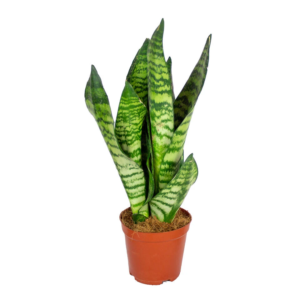 Sansevieria 'Zeylanica' - Pot 12 Cm - ↕45 Cm 1 Sansevieria 'Zeylanica' - Pot 12 Cm - ↕45 Cm