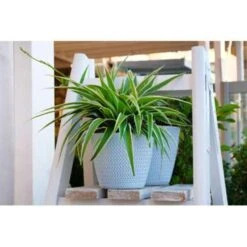 Graslelie - Chlorophytum 'Variegatum' Pot 12 Cm - ↕25 Cm -Goedkope Planten winkel 1229825172 0103