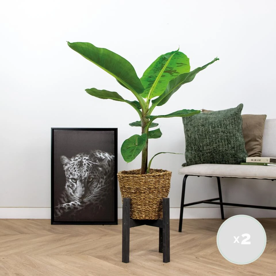 2x Musa Cavendish - Bananenplant - ⌀21 Cm - ↕90-100 Cm 2 2x Musa Cavendish - Bananenplant - ⌀21 Cm - ↕90-100 Cm - Afbeelding 2