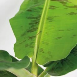 2x Musa Cavendish - Bananenplant - ⌀21 Cm - ↕90-100 Cm 6 2x Musa Cavendish - Bananenplant - ⌀21 Cm - ↕90-100 Cm -Goedkope Planten winkel 1239889720 0102