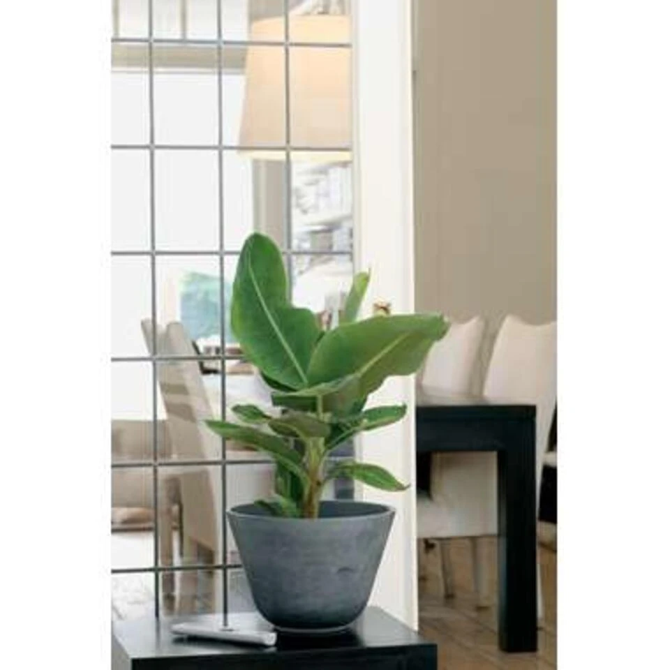 2x Musa Cavendish - Bananenplant - ⌀21 Cm - ↕90-100 Cm 4 2x Musa Cavendish - Bananenplant - ⌀21 Cm - ↕90-100 Cm - Afbeelding 4