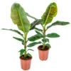 2x Musa Cavendish - Bananenplant - ⌀21 Cm - ↕90-100 Cm -Goedkope Planten winkel 1239889720