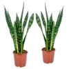 Vrouwentong - Sansevieria 'Black Coral' 2x - Pot 17 Cm - ↕65 Cm 4 Vrouwentong - Sansevieria 'Black Coral' 2x - Pot 17 Cm - ↕65 Cm -Goedkope Planten winkel 1255859332
