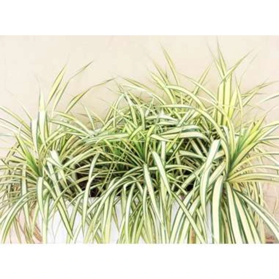 6x Chlorophytum Variegatum P12H25 2 6x Chlorophytum Variegatum P12H25 - Afbeelding 2