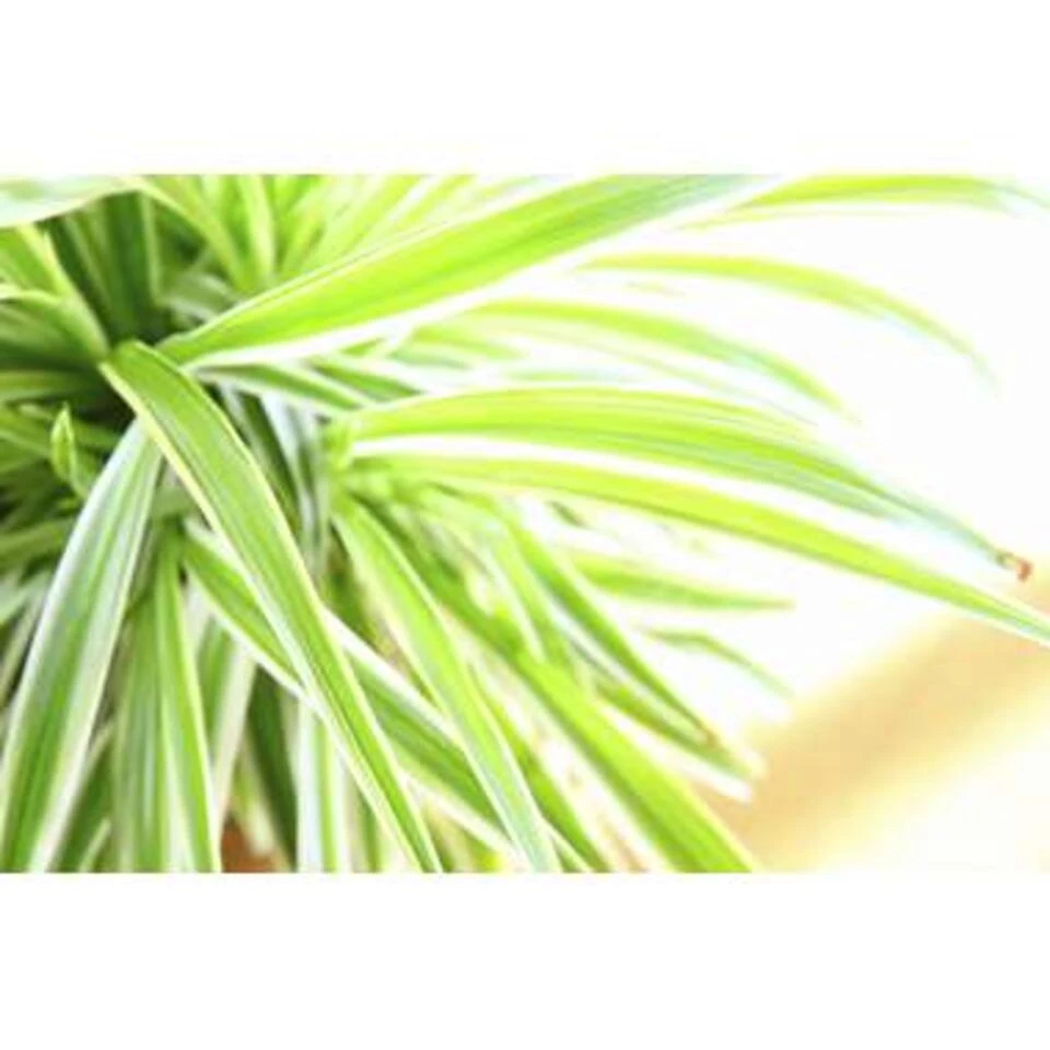 6x Chlorophytum Variegatum P12H25 3 6x Chlorophytum Variegatum P12H25 - Afbeelding 3