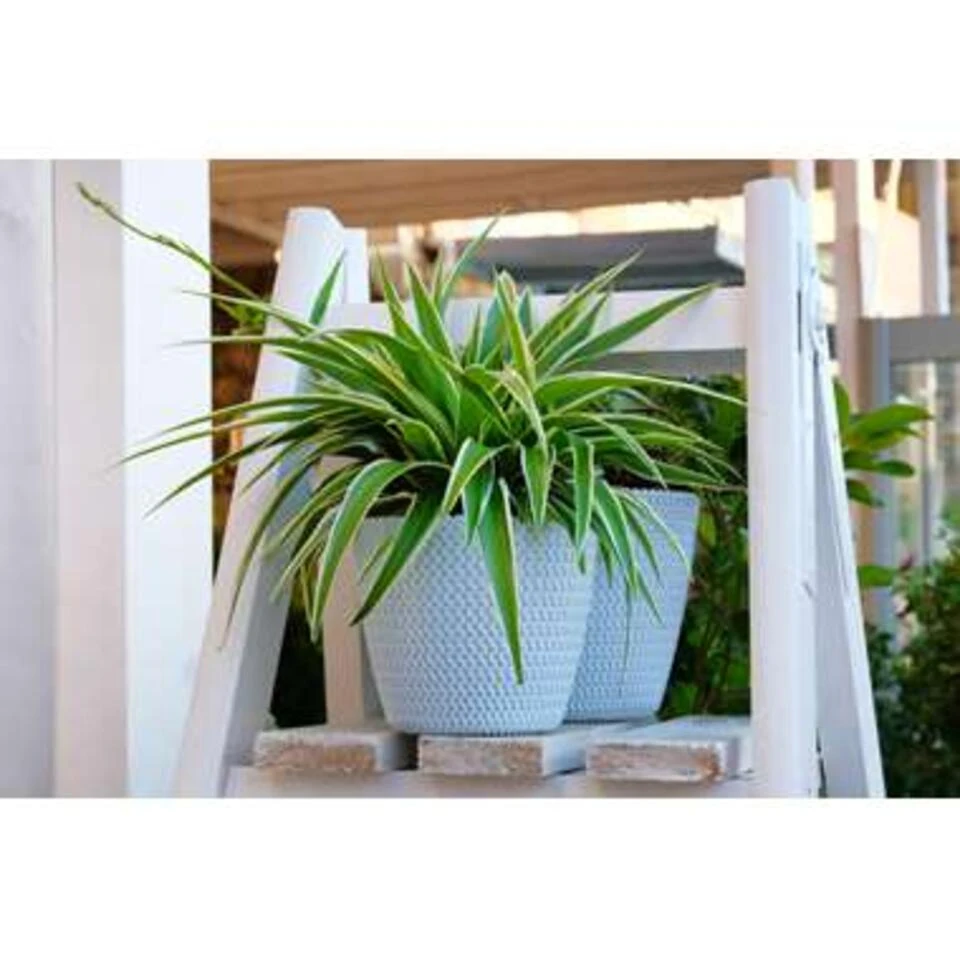 6x Chlorophytum Variegatum P12H25 4 6x Chlorophytum Variegatum P12H25 - Afbeelding 4