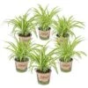 6x Chlorophytum Variegatum P12H25 -Goedkope Planten winkel 1268425387