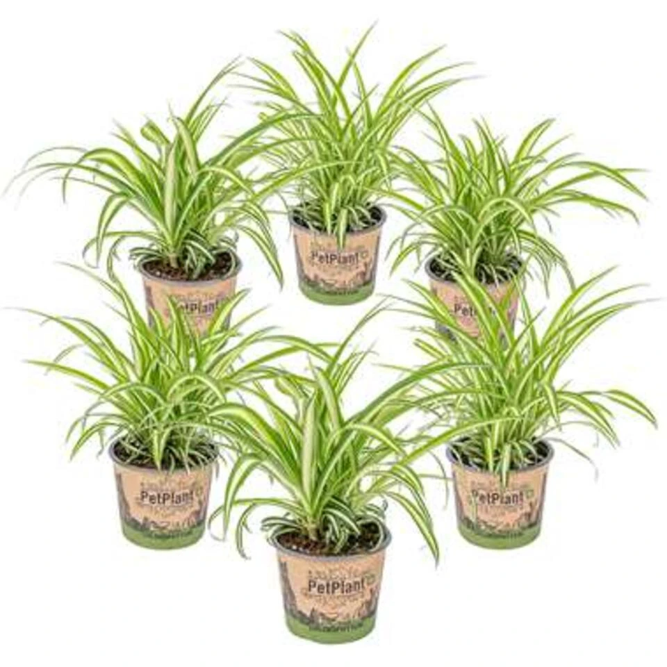 6x Chlorophytum Variegatum P12H25 1 6x Chlorophytum Variegatum P12H25