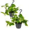 Scindapsus 'Aureum' In Hangpot 2x - Pot 17 Cm - ↕25 Cm 8 Scindapsus 'Aureum' In Hangpot 2x - Pot 17 Cm - ↕25 Cm -Goedkope Planten winkel 1268522459