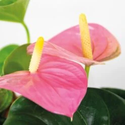 2x Anthurium Aristo Roze – Flamingoplant - ⌀14 Cm - ↕40-50 Cm -Goedkope Planten winkel 1270293162 0102