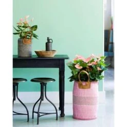 2x Anthurium Aristo Roze – Flamingoplant - ⌀14 Cm - ↕40-50 Cm -Goedkope Planten winkel 1270293162 0103