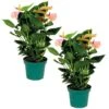 2x Anthurium Aristo Roze – Flamingoplant - ⌀14 Cm - ↕40-50 Cm -Goedkope Planten winkel 1270293162