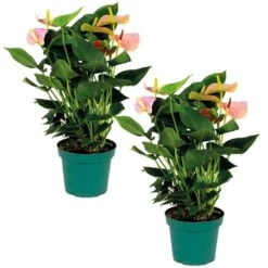 2x Anthurium Aristo Roze – Flamingoplant - ⌀14 Cm - ↕40-50 Cm