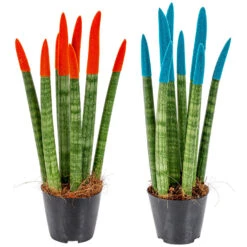 Sansevieria Velvet Touch - Vrouwentong 2x - Pot 9 Cm - ↕35 Cm -Goedkope Planten winkel 1271191778 0102