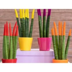 Sansevieria Velvet Touch - Vrouwentong 2x - Pot 9 Cm - ↕35 Cm -Goedkope Planten winkel 1271191778 0103