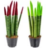 Sansevieria Velvet Touch - Vrouwentong 2x - Pot 9 Cm - ↕35 Cm